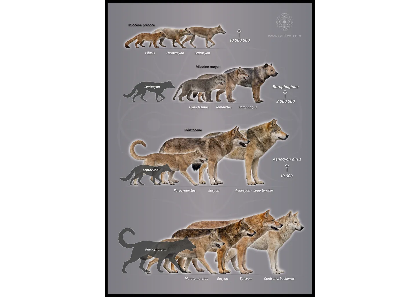 Evolution of canids