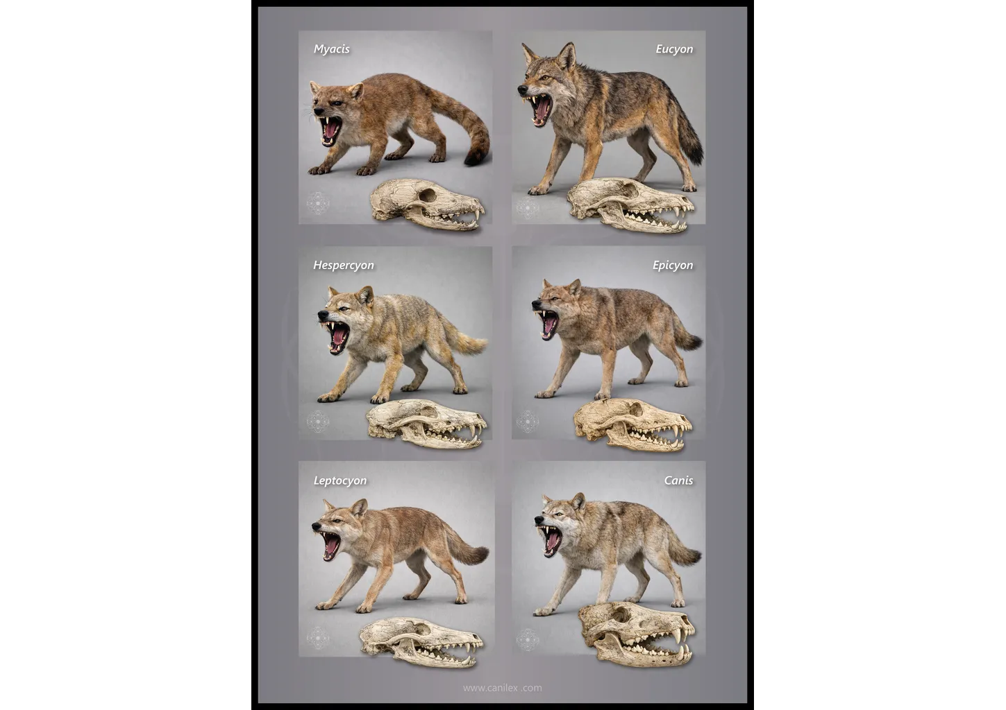 Evolution of the canid jaw