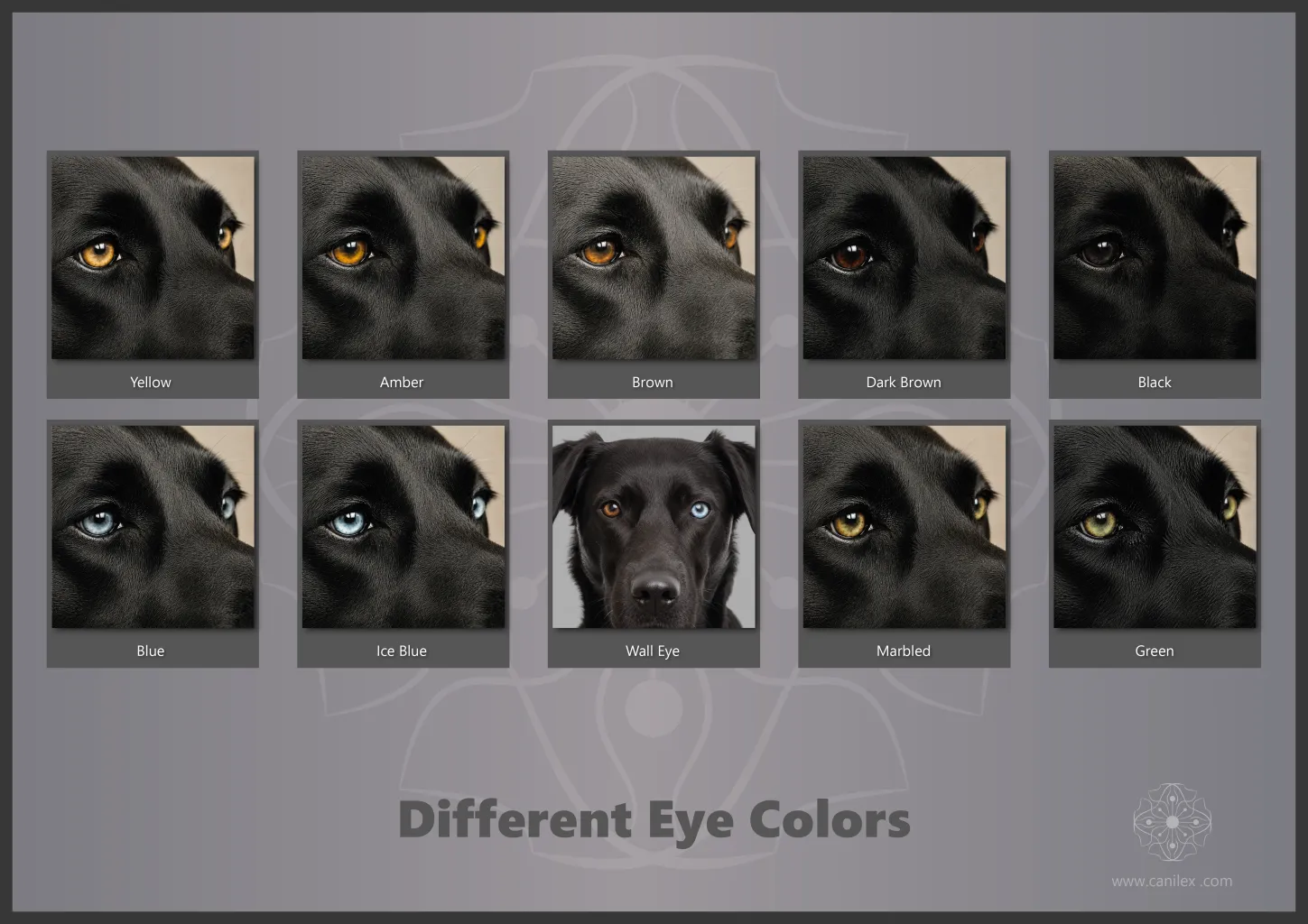 Dog eye colors