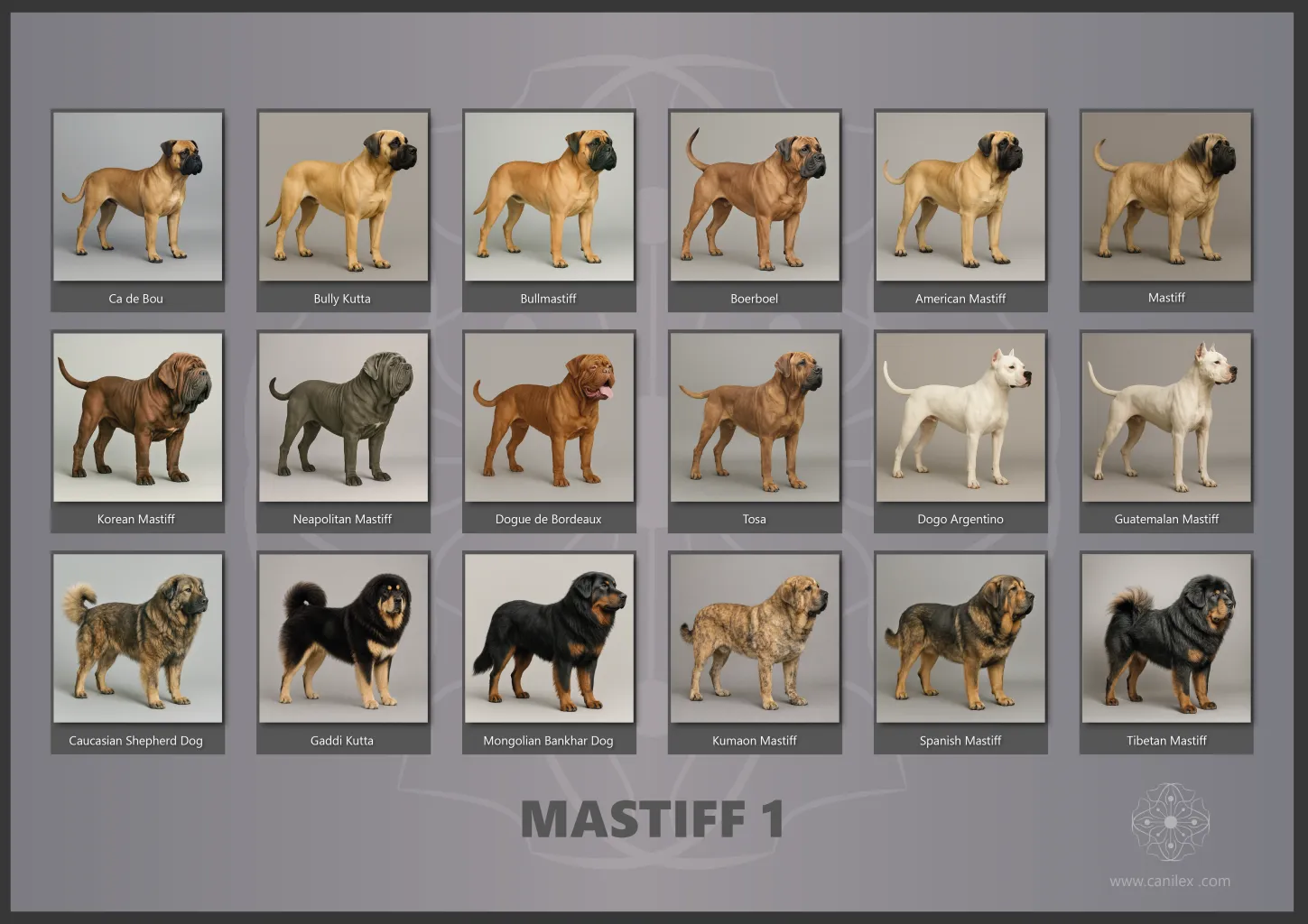 Mastiff dog breeds - Group 1