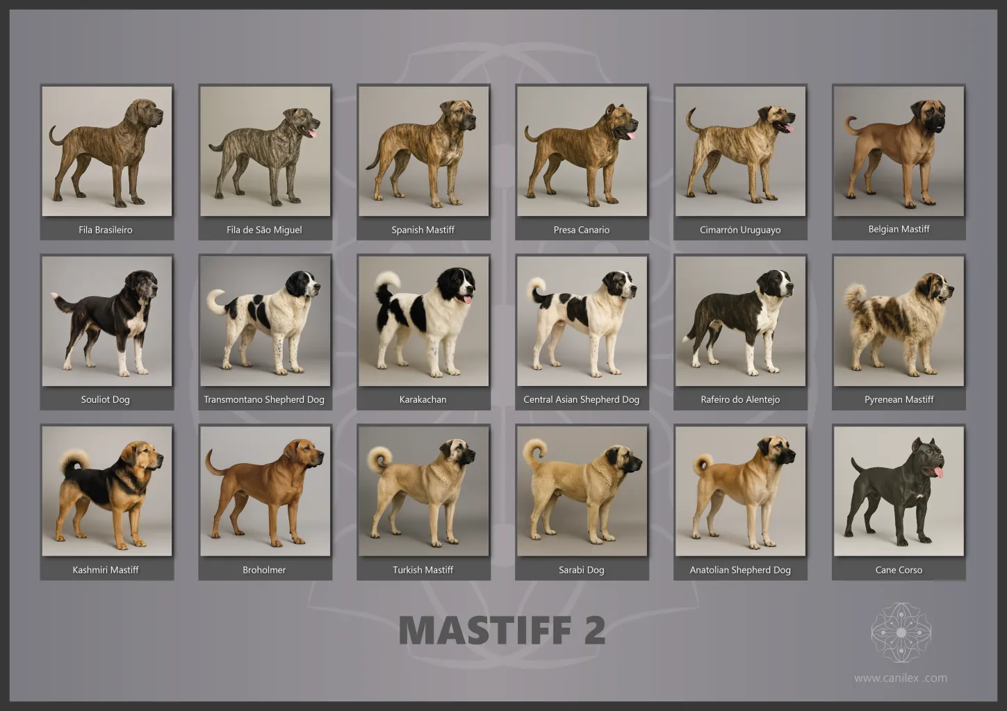 Mastiff dog breeds - Group 2