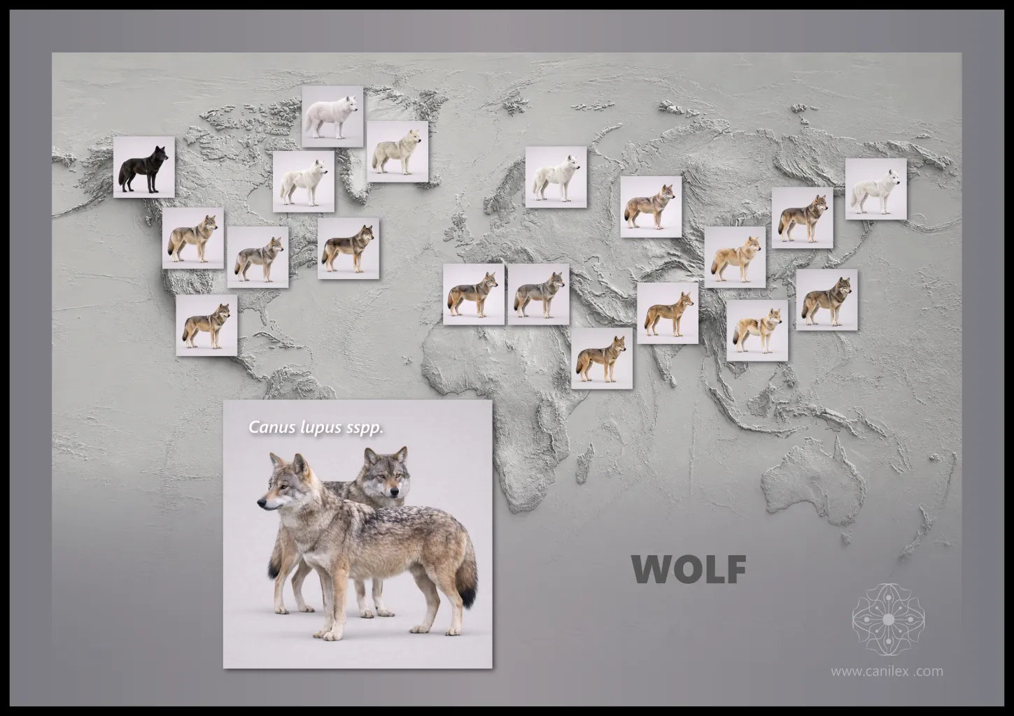 Wolf subspecies around the world