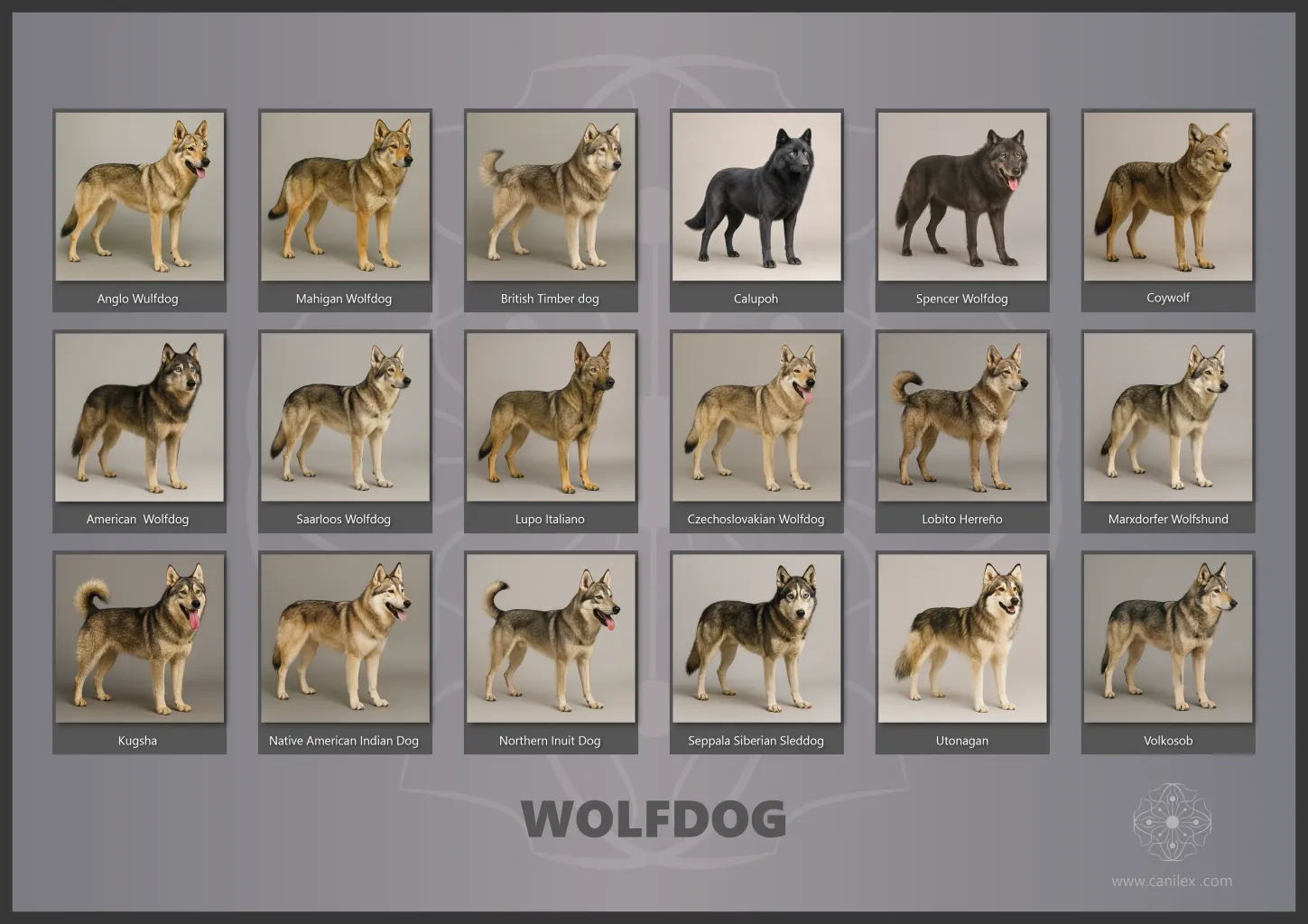 Wolfdog breeds
